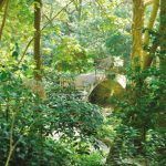 Puente en los jardines de la Condesa dEdla