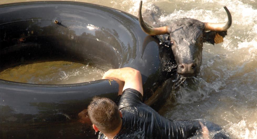 Vacas por el Tajo k2_items_src_7539a1b30386b8951ffea14c91e802dc