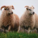 SurGroenlandiaovejas