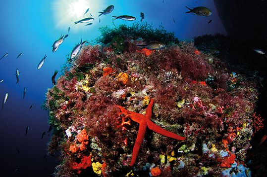 Submarinismo_Jordi-BenItez