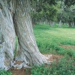 Sabinar-de-Calatanazor