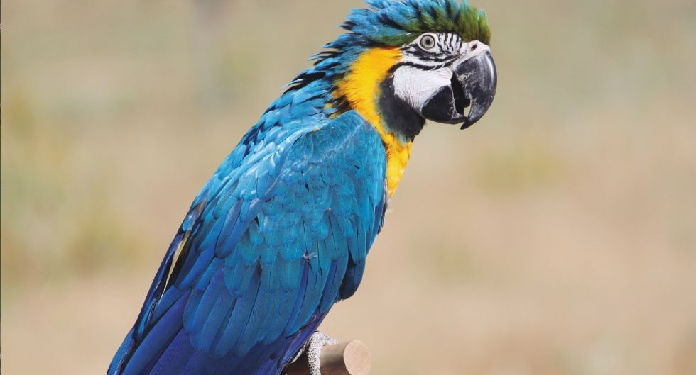 ¡Entrena a tu loro! k2_items_src_ff0ad960f40342ea4a6526b7bde15bdc