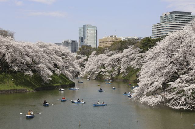 Sakura-Imperial-Palace-©YasufumiNishi©JNTO