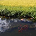 Shirakawago_Akimasa-Yuasa_JNTO-2