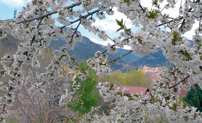 cerezos-en-flor