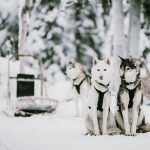 Huskies-©VisitFinland