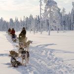 HuskySafari-©Visit-Finland