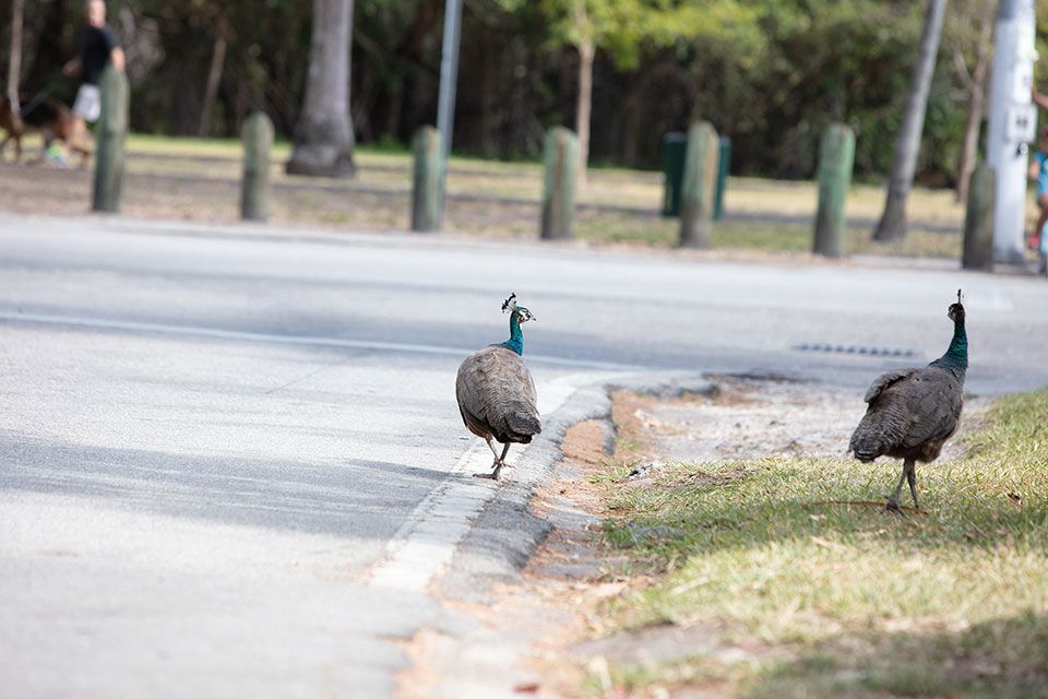 Coconut-Grove_Peacock_People_Walking-20180324-0006