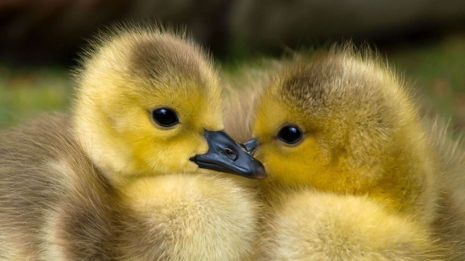 Este es curioso origen de la expresión "pagar el pato" Expresion pagar el pato