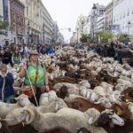 El rebaño trashumante vuelve a recorrer las calles del centro de Madrid Imagen-de-archivo-Fiesta-de-la-Trashumancia-en-la-calle-de-Alcala-1500×1000